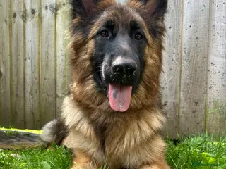 German Shepherd dogs German Shepherd for Adoption to a loving home - Advert 17