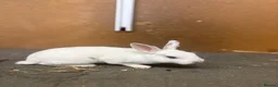 Rex rabbits for sale: 7 rex baby rabbits (kits) - Advert 7