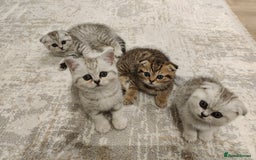 Scottish Fold cats for sale: Beautiful Scottish fold kittens  - Image 2