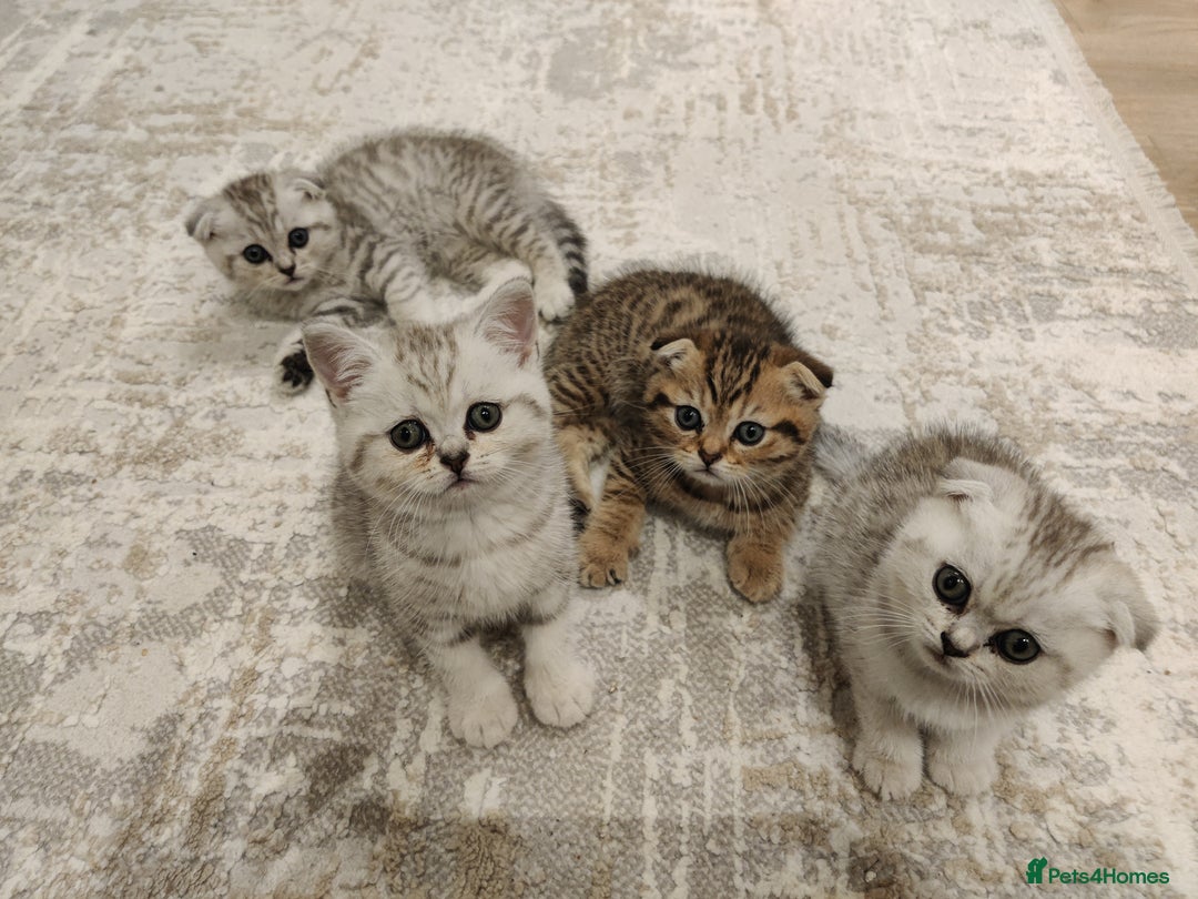 Scottish Fold cats for sale: Beautiful Scottish fold kittens  - Image 2