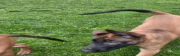 Belgian Shepherd Dog dogs for sale: Kc registered belgian malinois  - Advert 11
