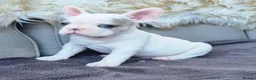 French Bulldog dogs for sale: Stunning White/pied French Bulldogs - Advert 6