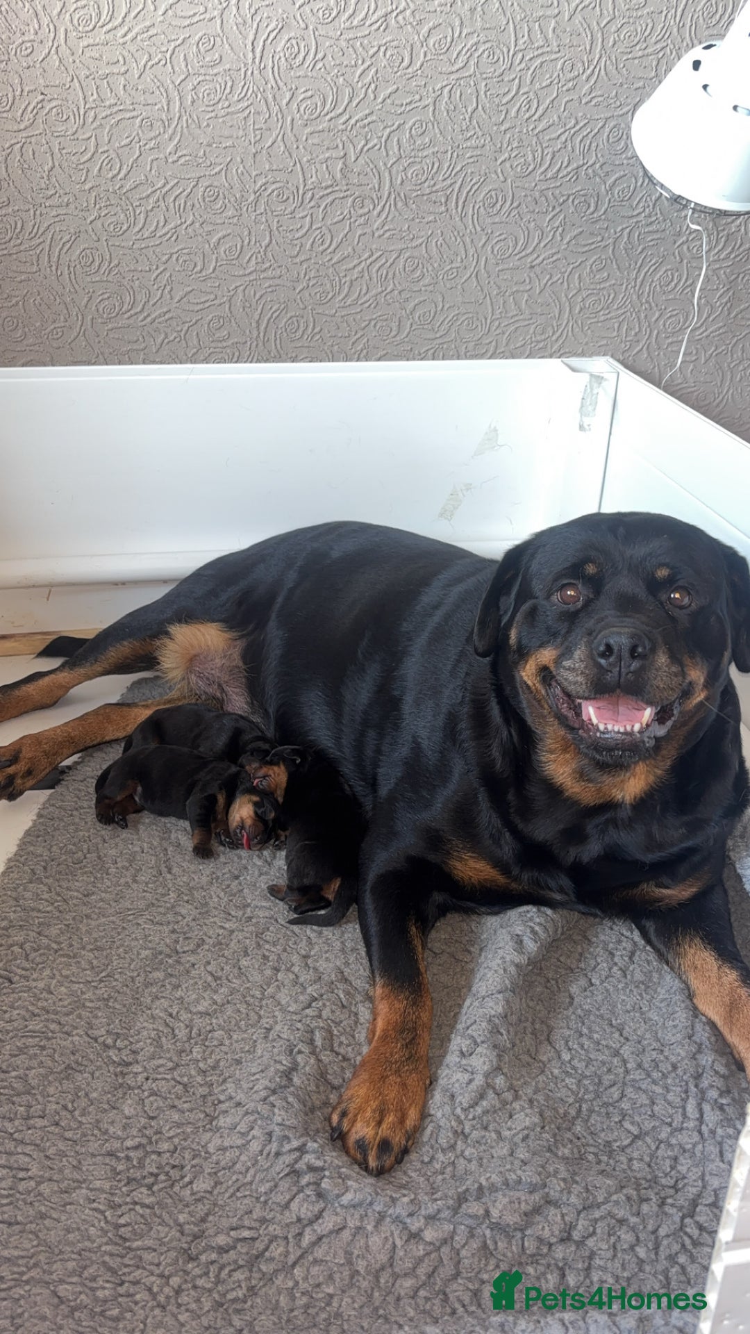 Rottweiler dogs for sale: Rottwieler pups kc registered - Advert 2
