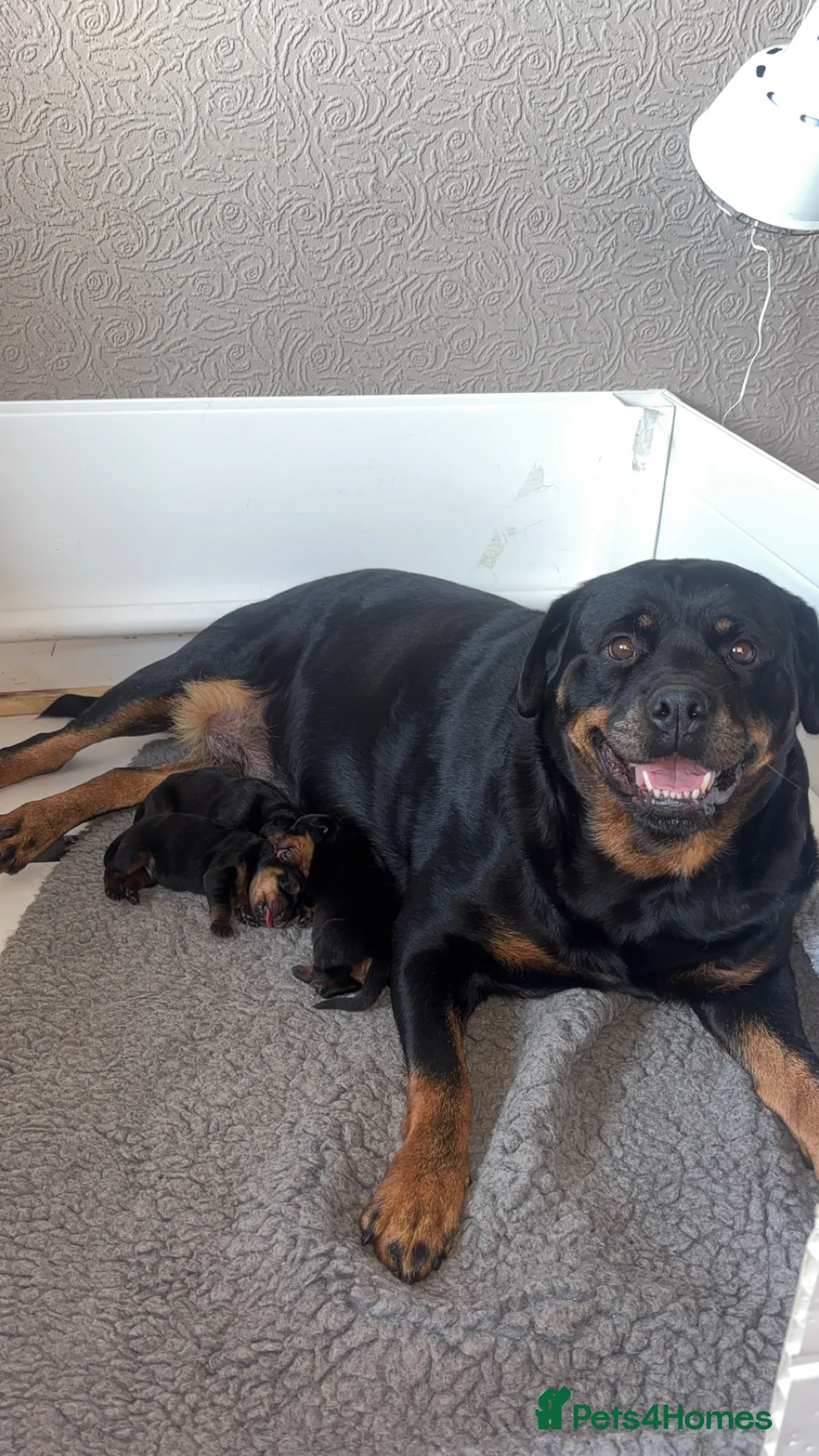 Rottweiler dogs for sale: £1200 Rottwieler pups kcreg.1 girl left. Ready now - Advert 3