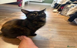 Mixed Breed cats for sale: Beautiful little of kittens  - Image 1