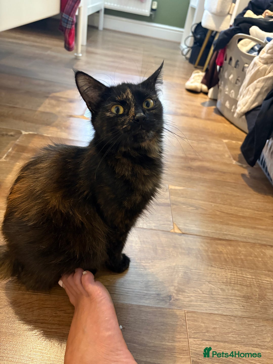Mixed Breed cats for sale: Beautiful little of kittens  - Image 1
