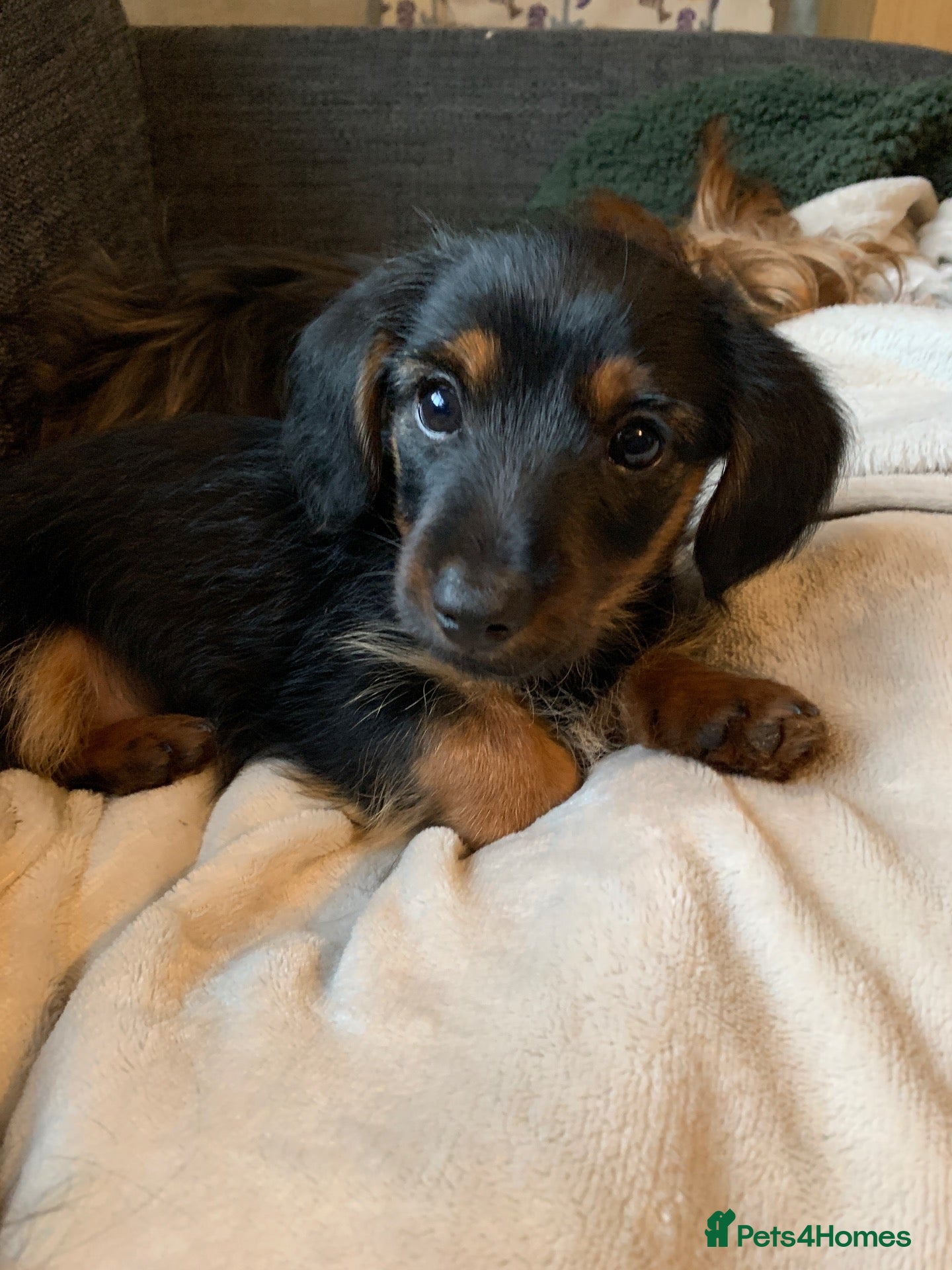 Mixed Breed dogs Dachshund x Yorkshire terrier BOY - Advert 17