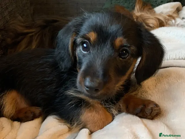Mixed Breed dogs Dachshund x Yorkshire terrier BOY - Advert 21