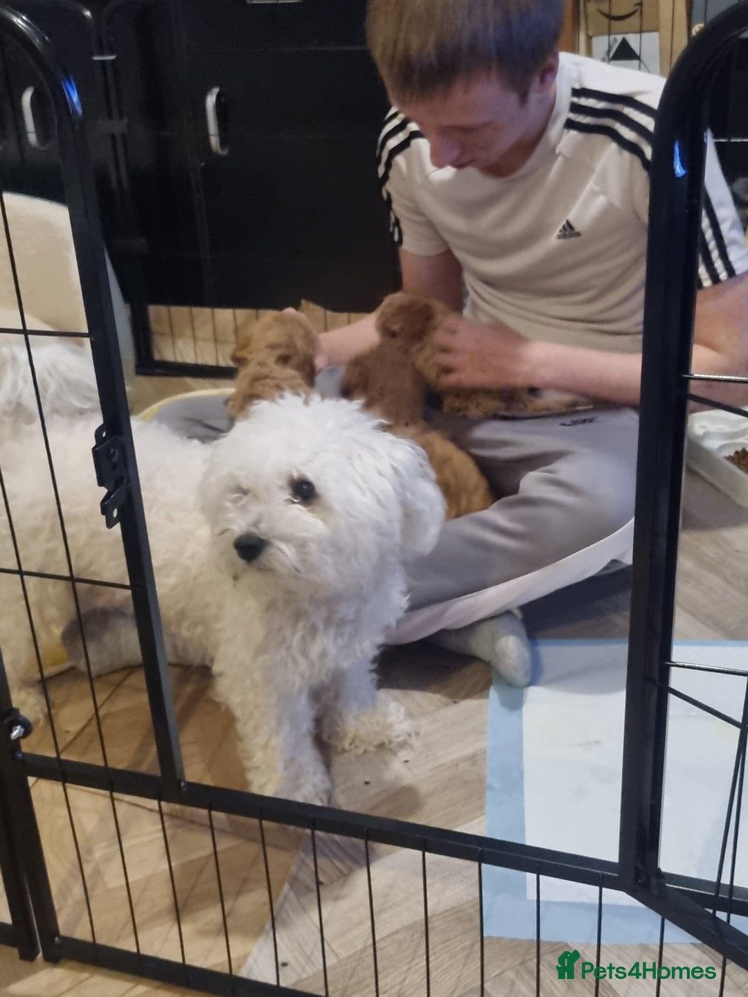 Maltipoo dogs for sale: Maltipoo girl  - Advert 2