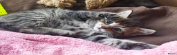 Bengal cats for sale: Beautiful kitten ready for new home 🐾🐈 - Advert 20