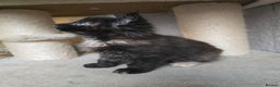 Maine Coon cats for sale: Amazing Large Purebred Maine Coon Kittens - Advert 19