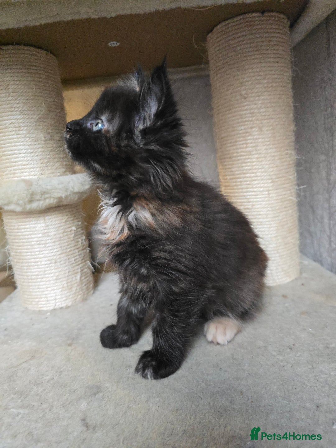 Maine Coon cats for sale: Amazing Large Purebred Maine Coon Kittens - Advert 19