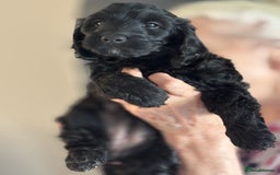 Cockapoo dogs for sale: Licensed Breeder for peace of mind  - Image 15