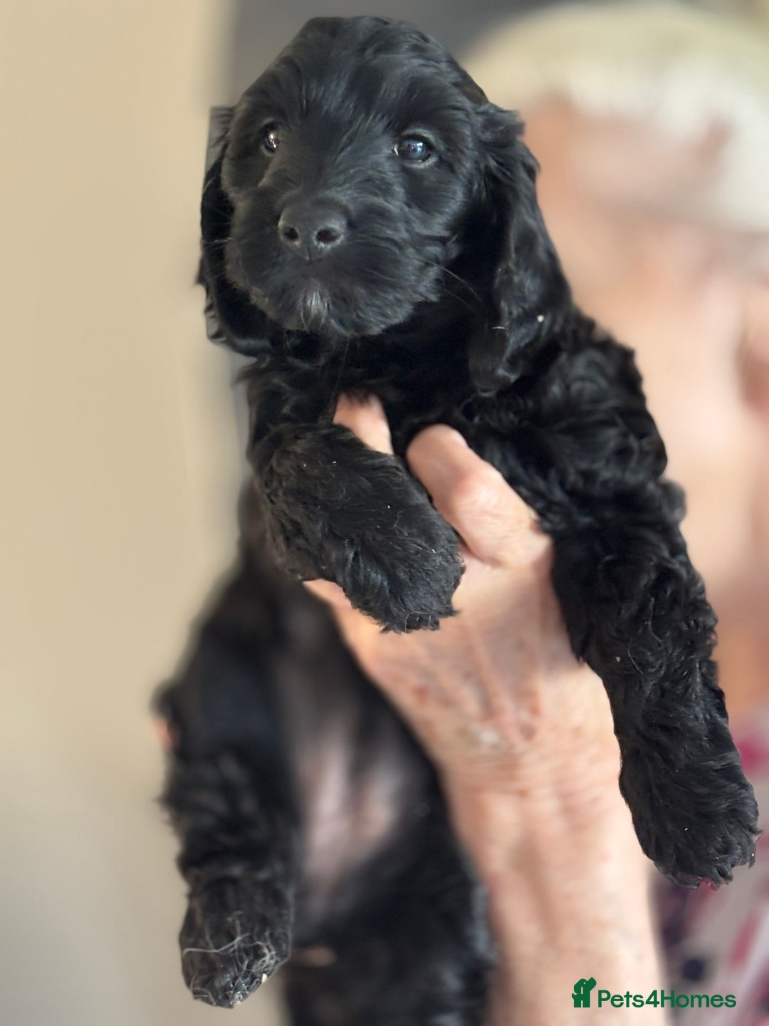 Cockapoo dogs for sale: Licensed Breeder for peace of mind  - Image 15