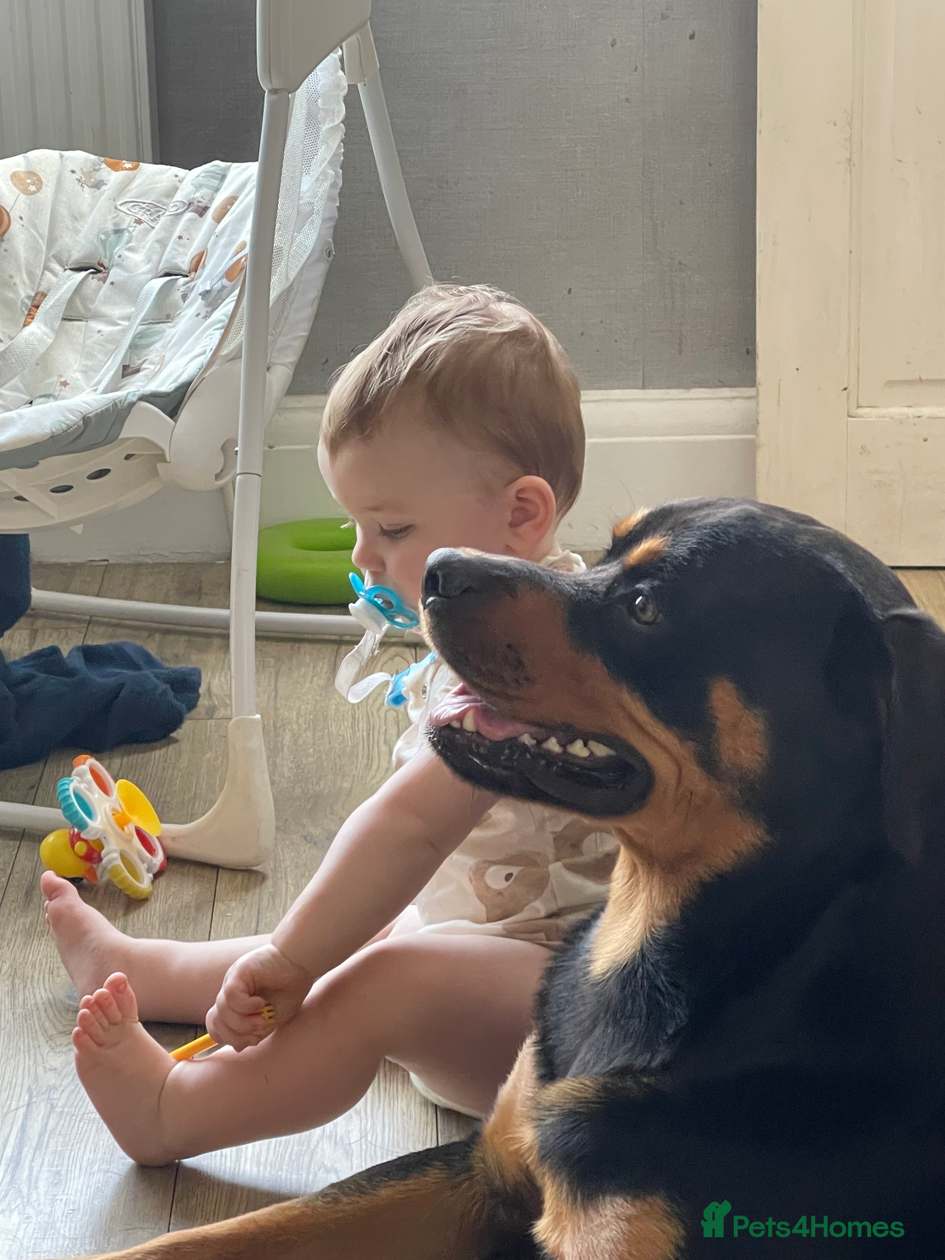 Rottweiler dogs 2 year old boy (Rex) - Advert 8