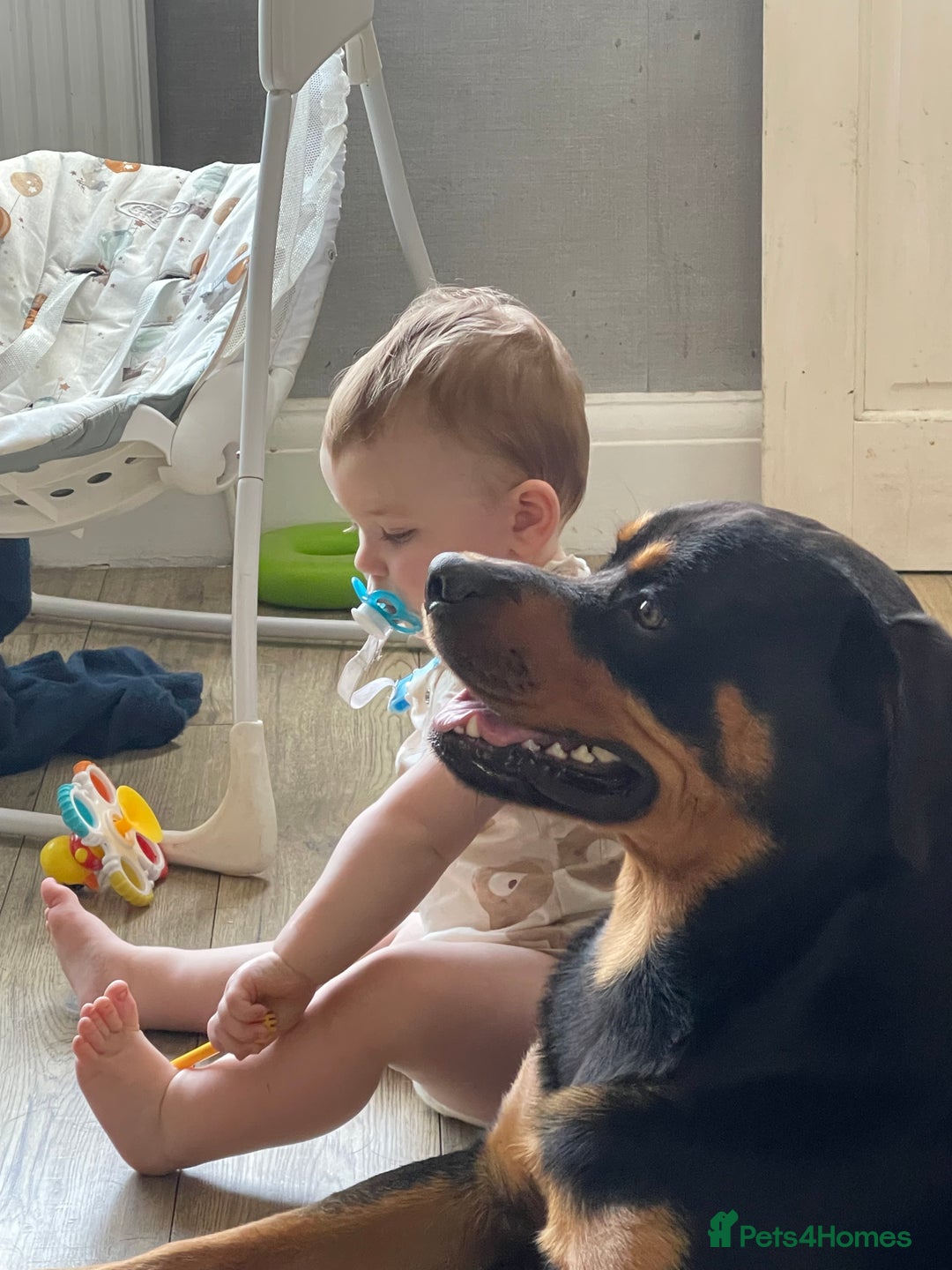 Rottweiler dogs for sale: 2 year old boy (Rex) - Advert 1