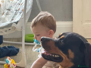 Rottweiler dogs 2 year old boy (Rex) - Advert 8