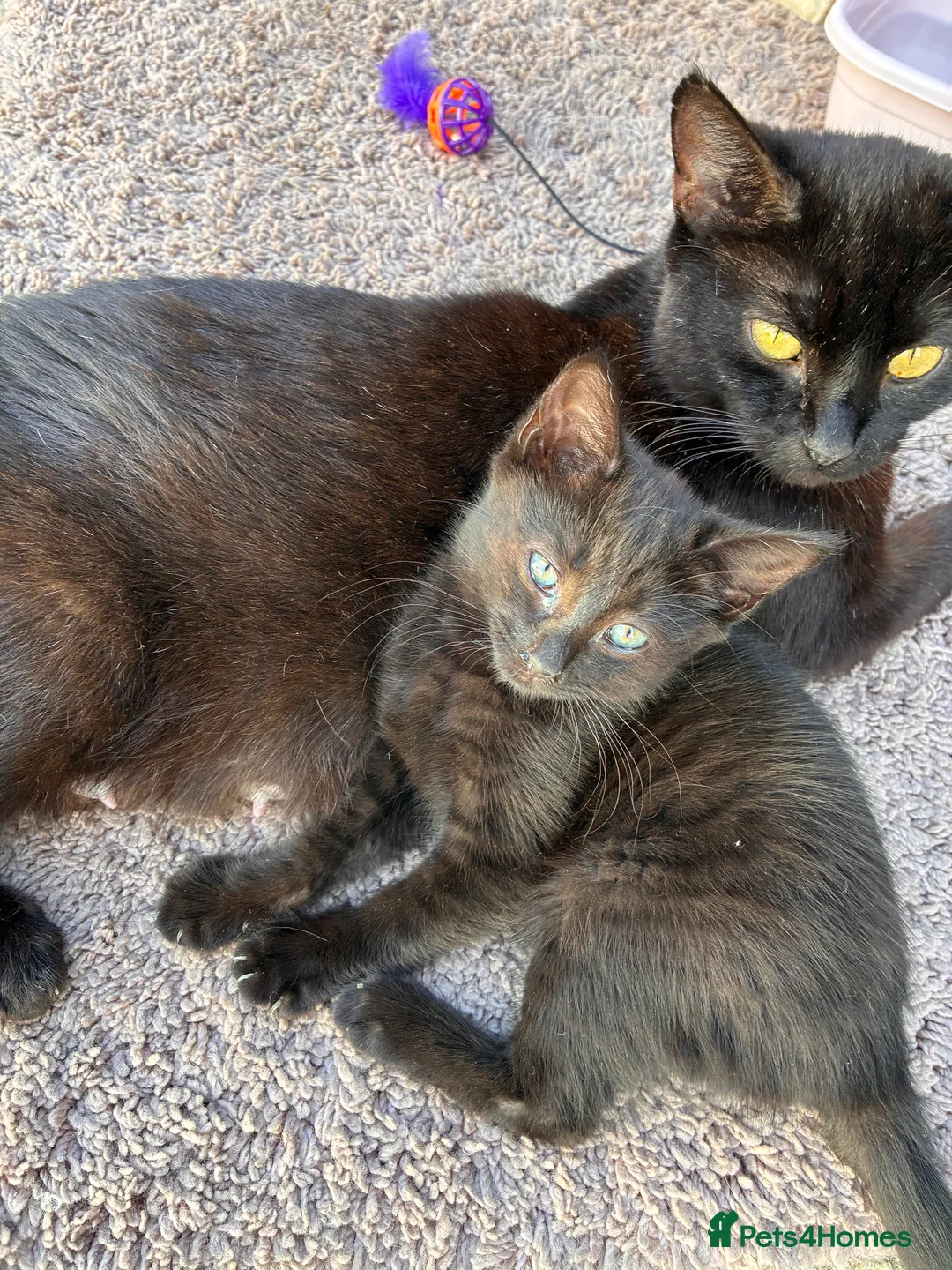 Mixed Breed cats for sale: Kitten for sale - Advert 2