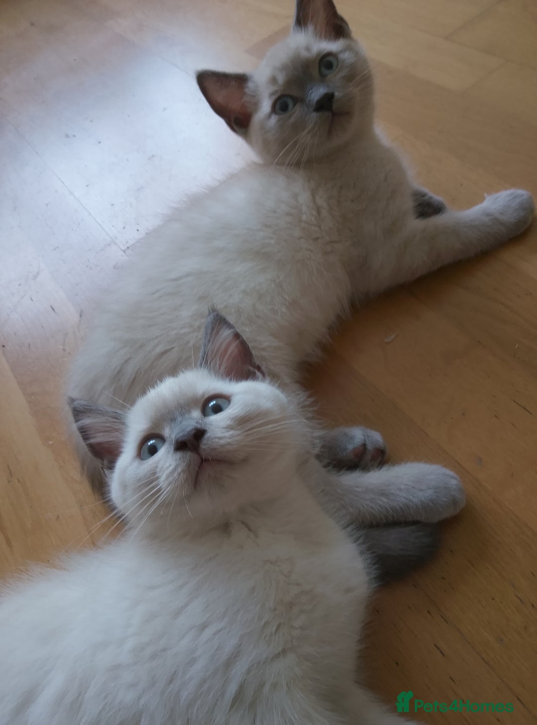 Ragdoll cats for sale: Ragdoll and BSH rare colour kittens (5 left) - Image 5