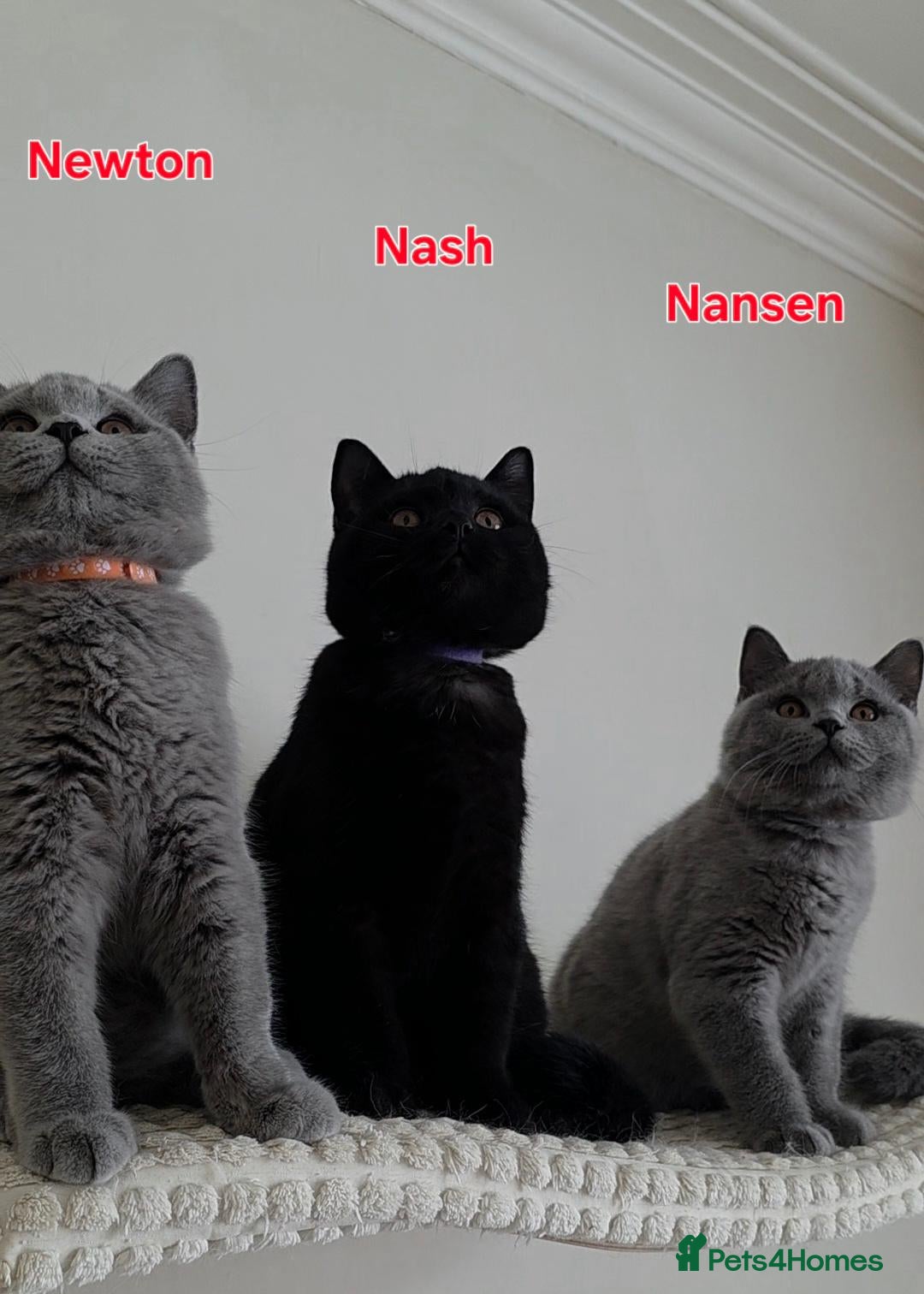 British Shorthair cats 🏆Outstanding Pedigree BSH Kittens  - Advert 1