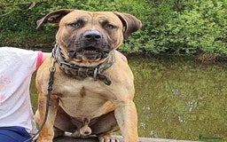 Belgian Shepherd Dog dogs for sale: Stunning Dutch Herder x Alano Español Pups  - Image 3