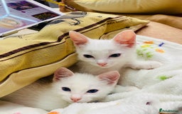 Ragdoll cats for sale: Beautiful Ragdol - Image 8