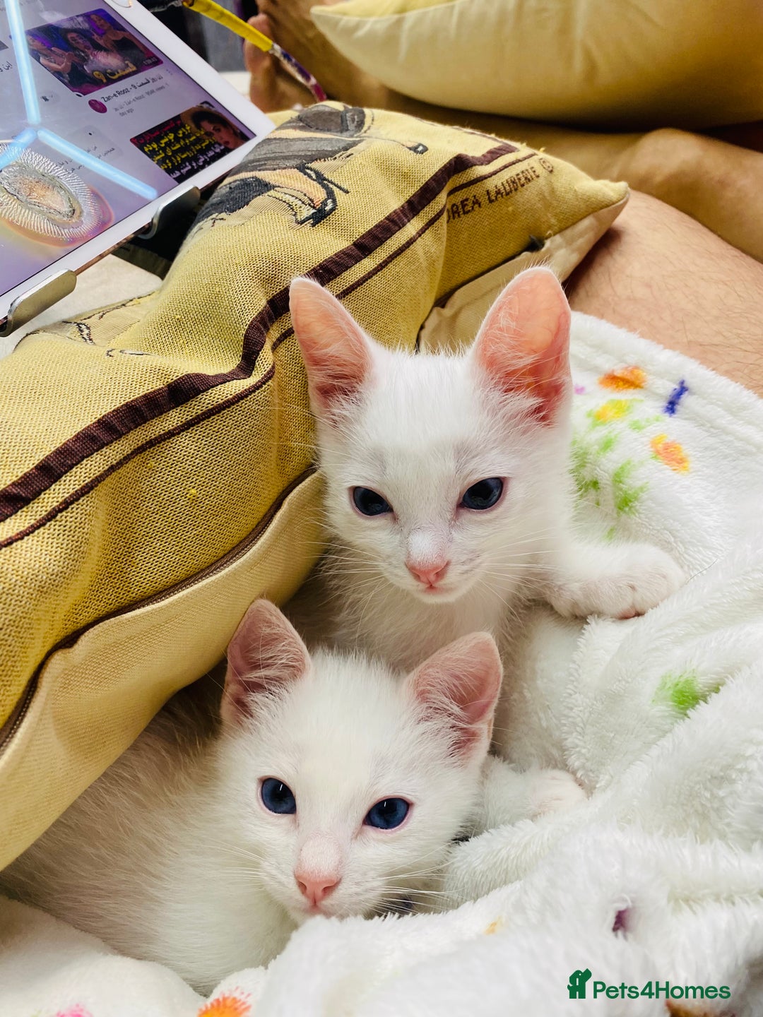 Ragdoll cats for sale: Beautiful Ragdol - Image 8
