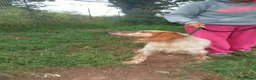 English Setter dogs for adoption: Vinnie in Worthing - Advert 10