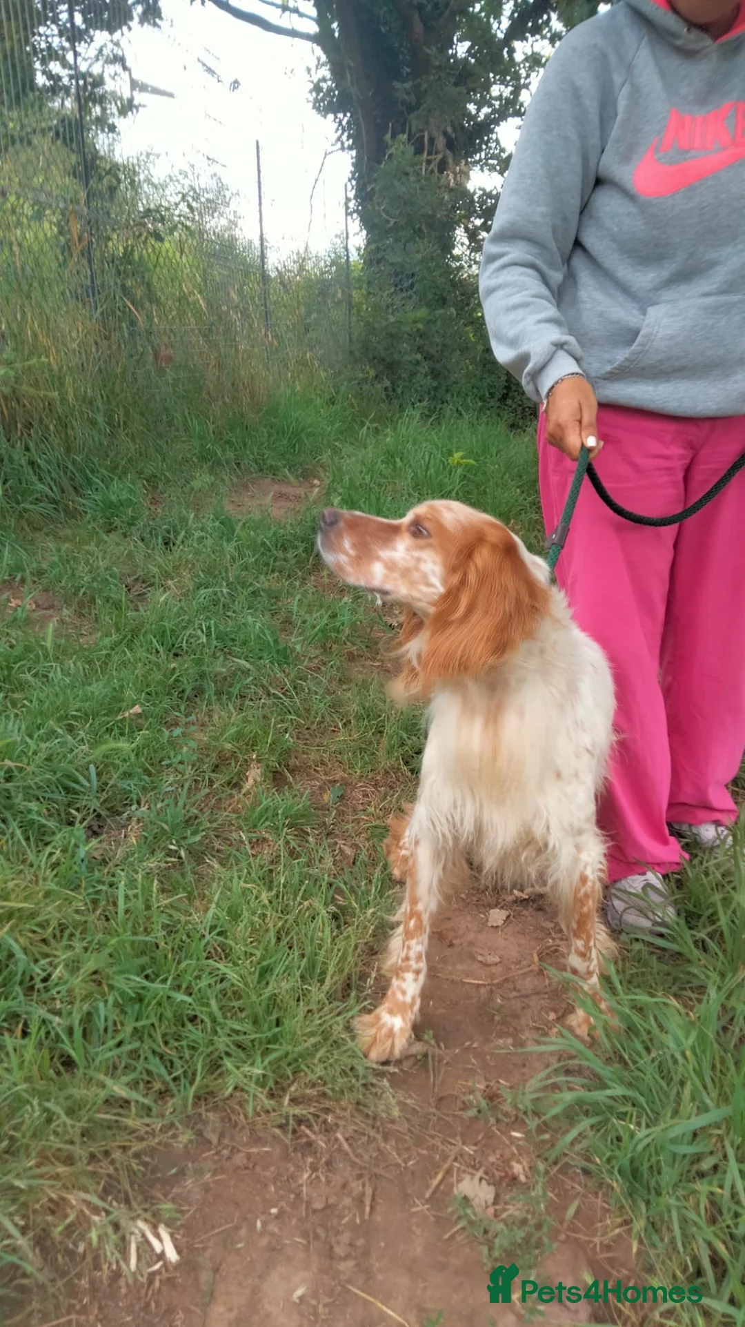 English Setter dogs for adoption: Vinnie in Worthing - Advert 10