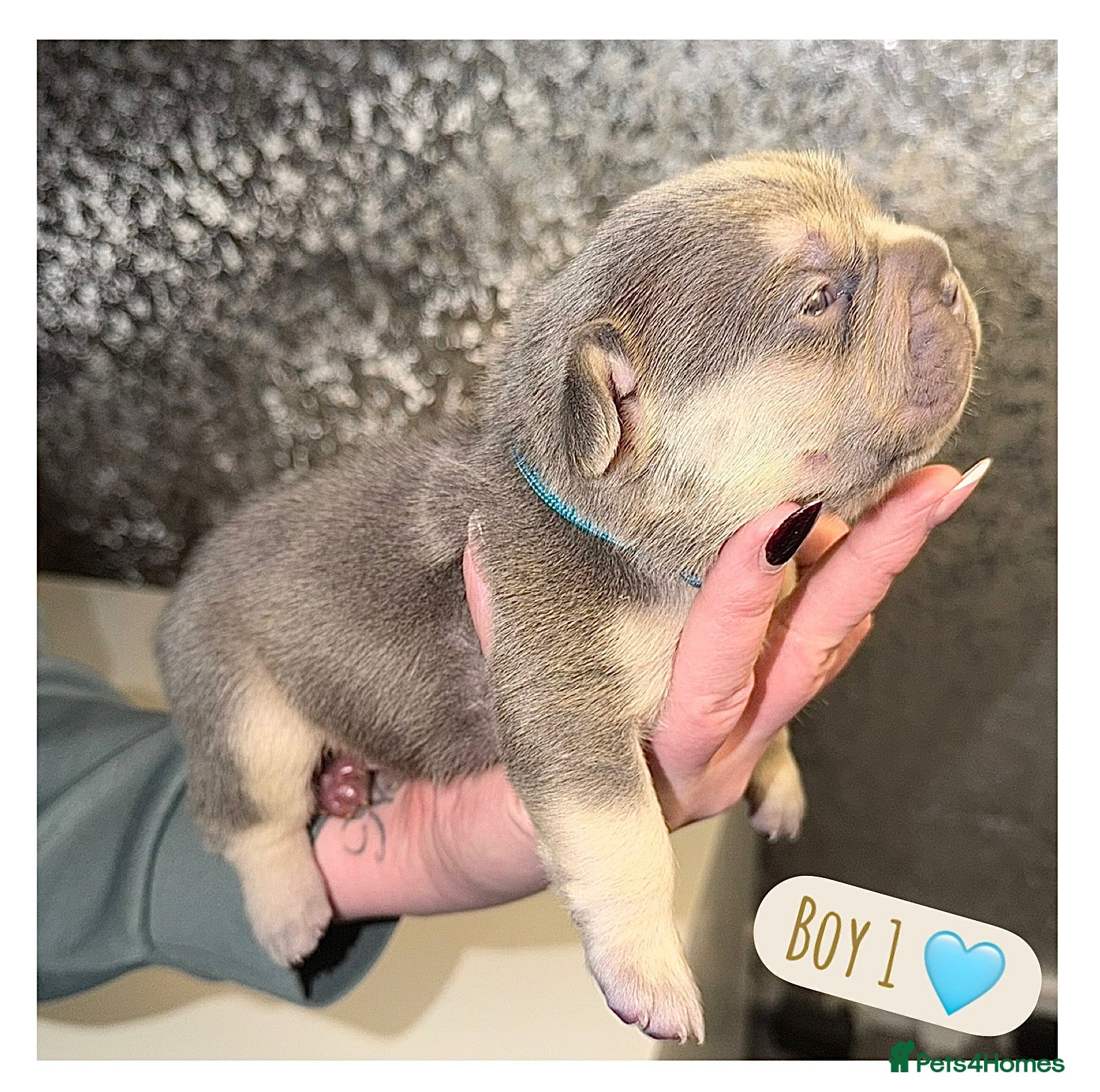 French Bulldog dogs French bulldog puppies  - Advert 7