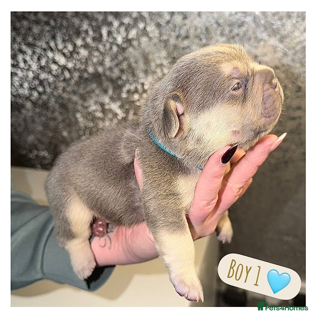 French Bulldog dogs for sale: French bulldog puppies  - Advert 1