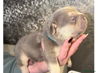 French Bulldog dogs French bulldog puppies - Advert 1