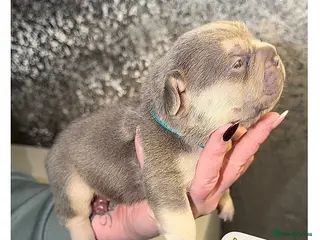 French Bulldog dogs French bulldog puppies - Advert 7