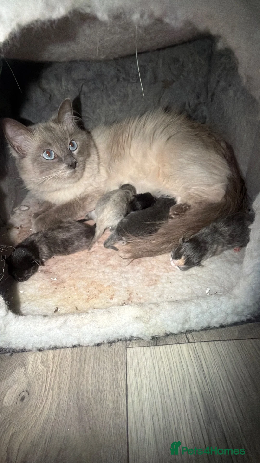 Ragdoll cats for sale: Half Ragdoll kittens in Derby - Advert 2