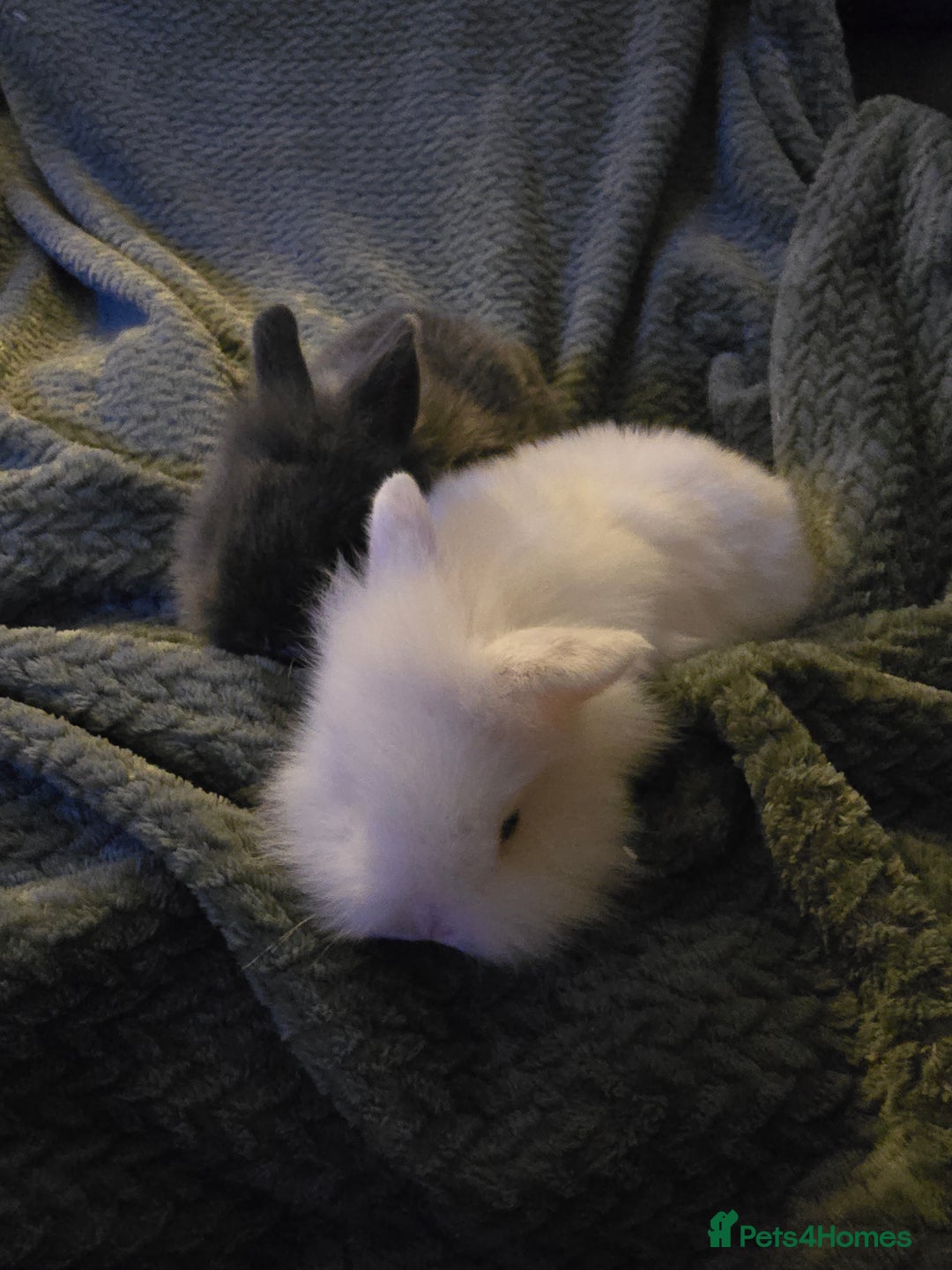 Mixed Breed rabbits for sale: Rabbits for sale.  - Advert 19