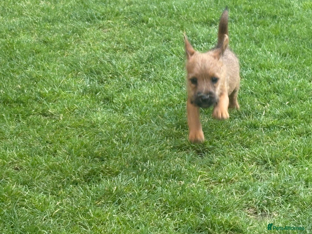 Mixed Breed dogs for sale: Working Lakeland x Patterdale  - Image 17
