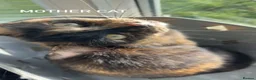 Mixed Breed cats for sale: Black female cat  in South Ockendon - Advert 4