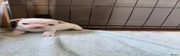 Chihuahua dogs for sale: Smooth coat chihuahua puppies  - Advert 27