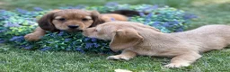 Mixed Breed dogs for sale: Two beautiful dachshund x schweenie  in Chester - Advert 15
