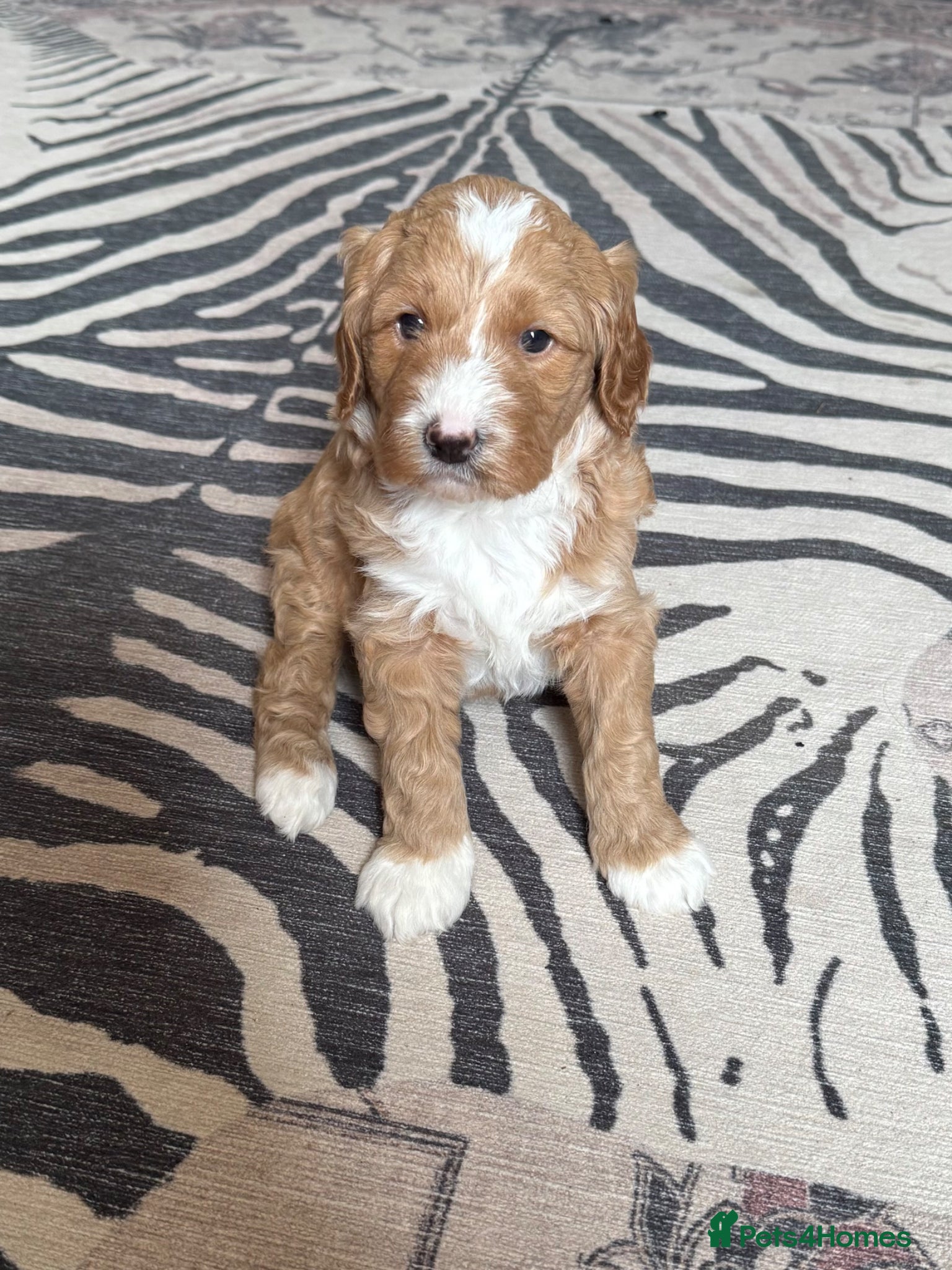 Goldendoodle dogs Outstanding Double Doodles  - Advert 2