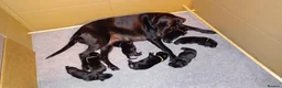Labrador Retriever dogs for sale: KC Registered Working Labrador litter in Stockton-on-Tees - Advert 6