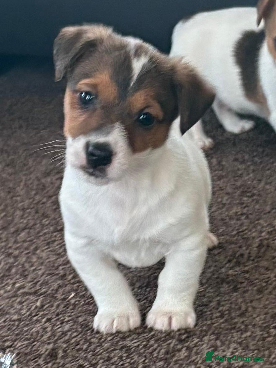 Jack Russell dogs for sale: Miniature Jack Russell Puppies… - Advert 3