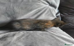 Mixed Breed cats for sale: I have 4 kittens  - Image 11
