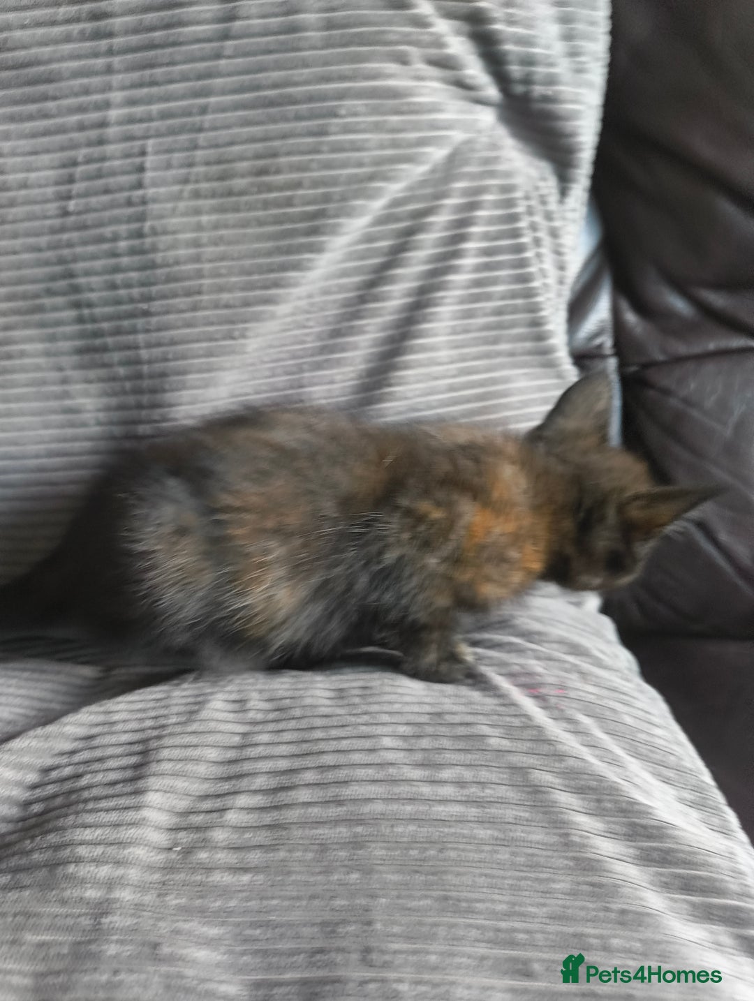 Mixed Breed cats for sale: I have 4 kittens  - Image 11