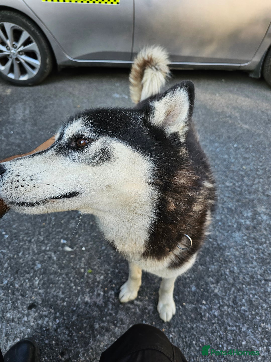 Siberian Husky dogs for sale: Multicolored eyes Husky for sale super friendly - Image 10