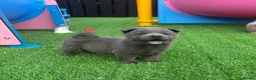 Chow Chow dogs for sale: Stunning exotic colour chowski puppies for sale  - Advert 40