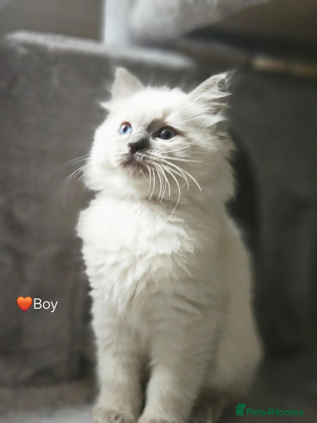 Ragdoll cats for sale: Ragdoll Kitten AVALIABLE  - Advert 2