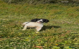 English Springer Spaniel dogs for sale: Trained springer spaniel dog - Image 2