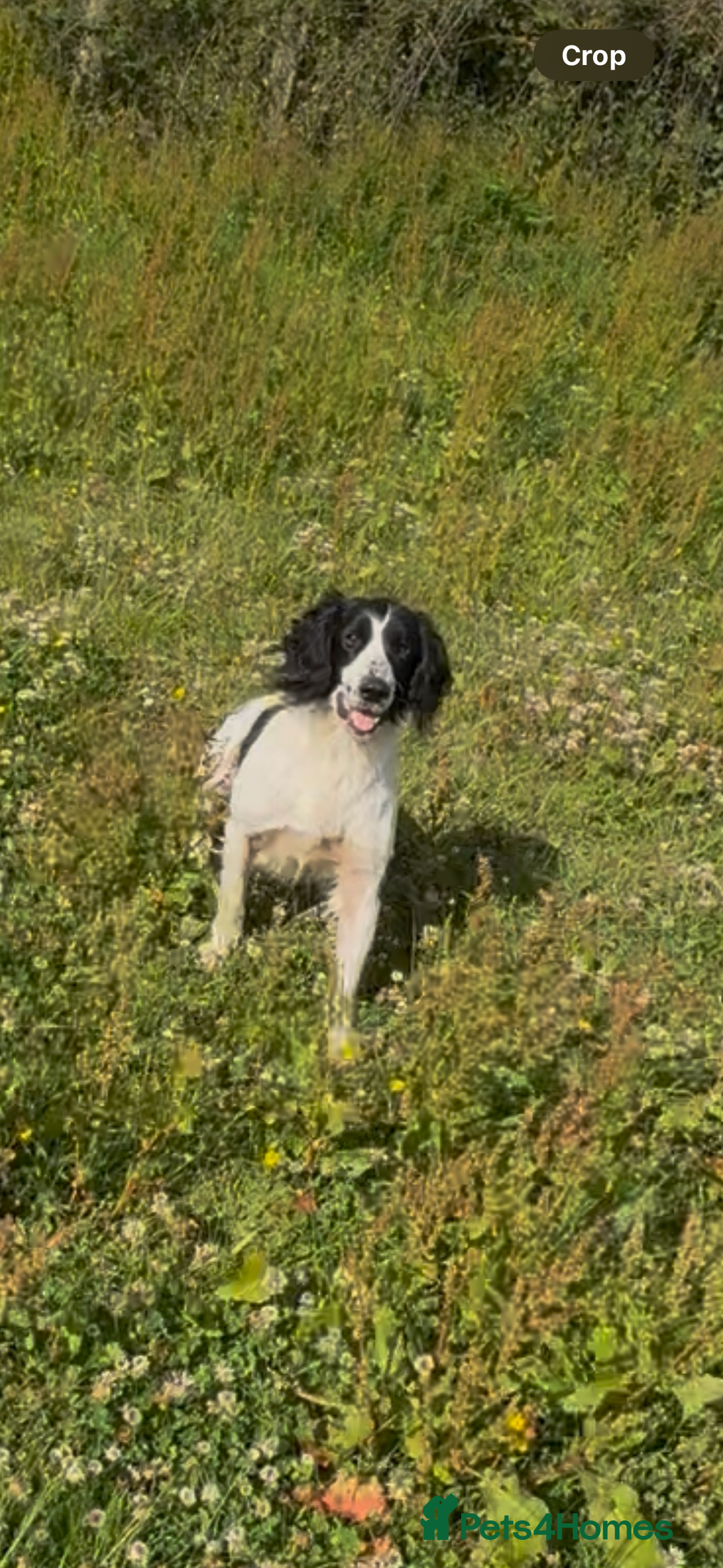 English Springer Spaniel dogs for sale: Trained springer spaniel dog - Image 2