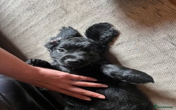 Cockapoo dogs for sale: *READY NOW* F1b Cockapoo Puppies  in Stockton-on-Tees - Image 2